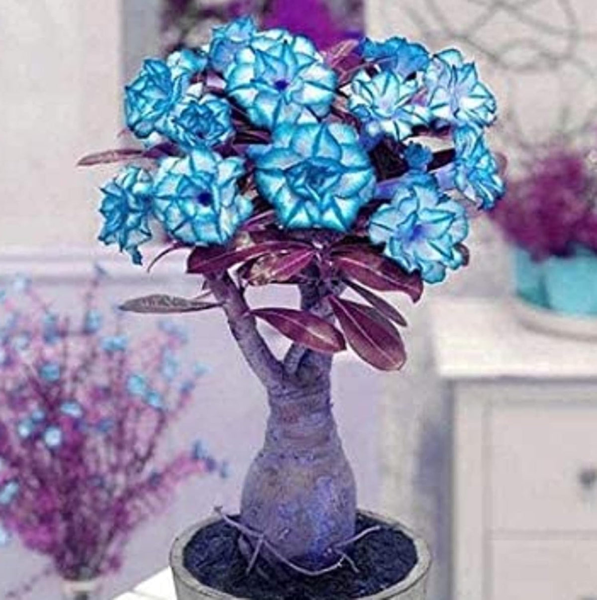 Blau adenium bonsai blume samen for anpflanzung - drought tolerant, heirloom & gmo free samen for home garten
 
 sale samen for anpflanzung in home garten