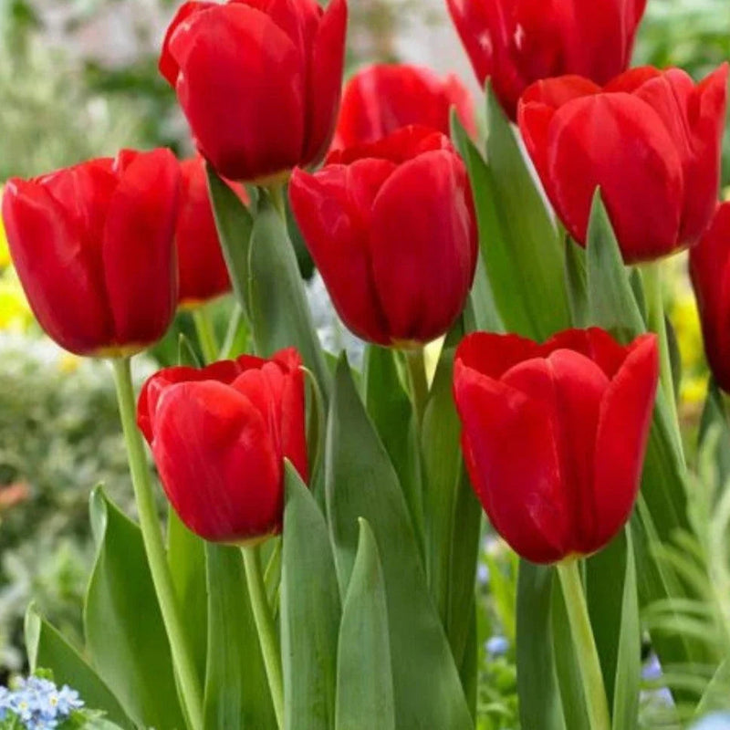 Rot tulip blume samen for anpflanzung - low maintenance, heirloom & gmo free samen for home garten
 
 sale for anpflanzung in home garten