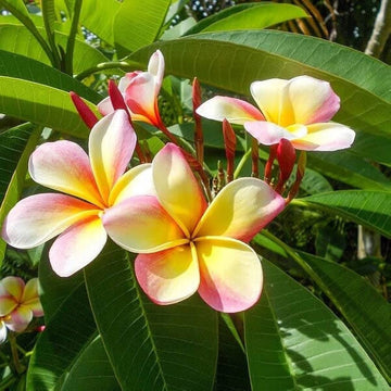 Mixed frangipani blume samen for anpflanzung - vibrant colors, heirloom & gmo free samen for home garten
 
 sale for anpflanzung in home garten