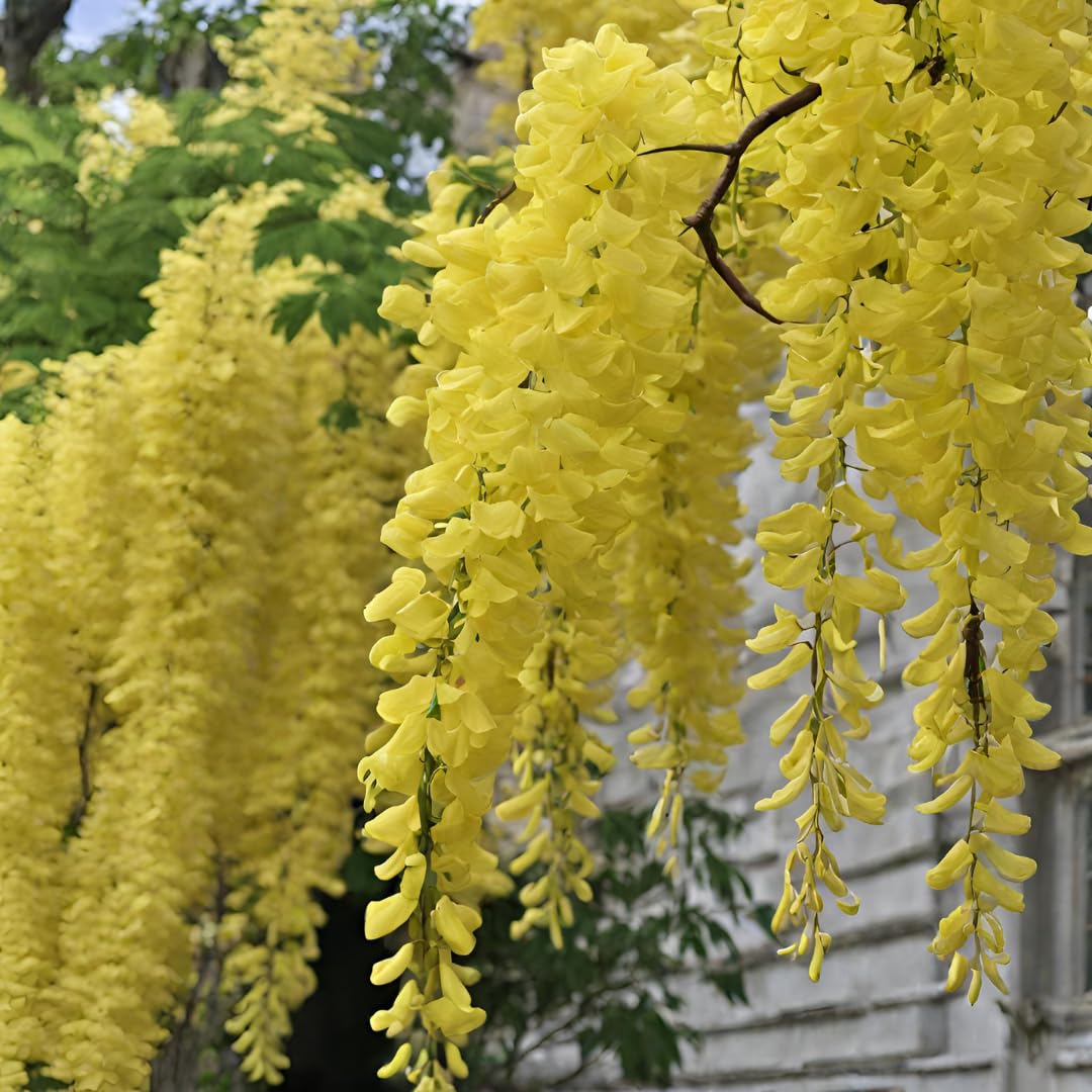 Gelb wisteria blume samen for anpflanzung long bloom season heirloom & gmo free samen for home garten 
 
 sale samen for home garten anpflanzung