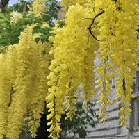 Gelb wisteria blume samen for anpflanzung long bloom season heirloom & gmo free samen for home garten 
 
 sale samen for home garten anpflanzung