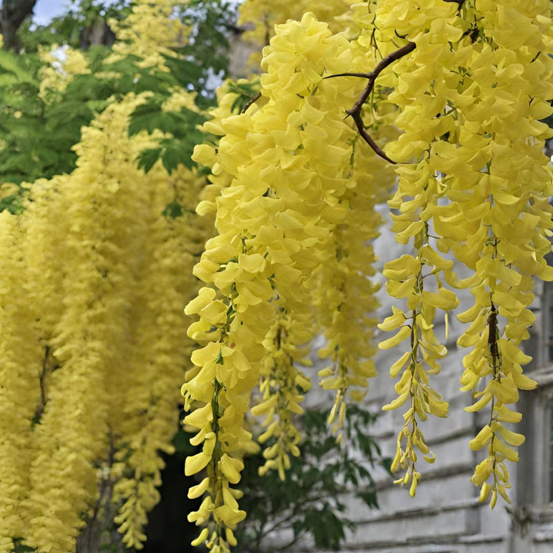 Gelb wisteria blume samen for anpflanzung long bloom season heirloom & gmo free samen for home garten 
 
 sale samen for home garten anpflanzung