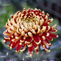 Gelb rot chrysanthemum blume samen for anpflanzung - seasonal bloomer, heirloom & gmo free samen for home garten
 
 sale samen for anpflanzung in home garten