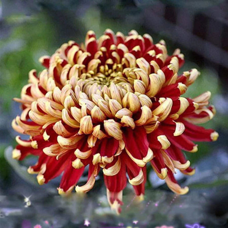 Gelb rot chrysanthemum blume samen for anpflanzung - seasonal bloomer, heirloom & gmo free samen for home garten
 
 sale samen for anpflanzung in home garten