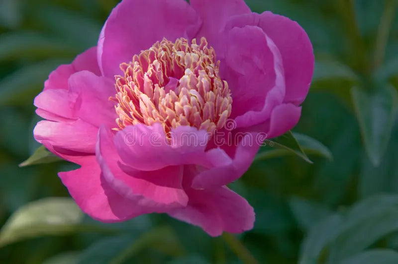 Rosa paeonia tenuifolia blume samen for anpflanzung - perfect for borders, heirloom & gmo free samen for home garten
 
 sale samen for anpflanzung in home garten