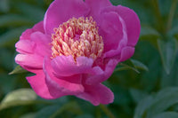 Rosa paeonia tenuifolia blume samen for anpflanzung - perfect for borders, heirloom & gmo free samen for home garten
 
 sale samen for anpflanzung in home garten