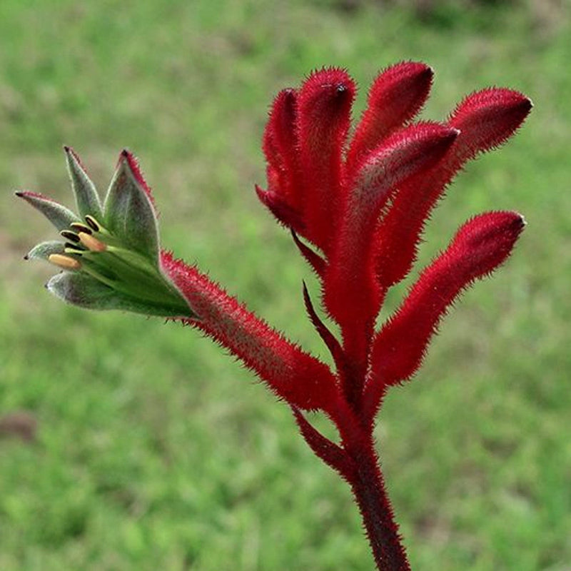 Anigozanthos blume samen for anpflanzung low maintenance heirloom & gmo free samen for home garten
sale for anpflanzung in home garten