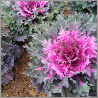 Lila kale blume samen for anpflanzung easy to grow heirloom & gmo free samen for home garten 
 
 sale samen for home garten anpflanzung