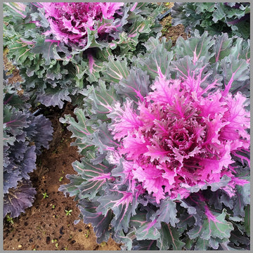 Lila kale blume samen for anpflanzung easy to grow heirloom & gmo free samen for home garten 
 
 sale samen for home garten anpflanzung
