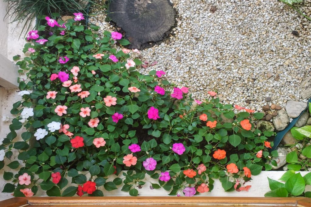 Lizzie blume samen for anpflanzung - wildflower mix, heirloom & gmo free samen for home garten
 
 sale samen for anpflanzung in home garten