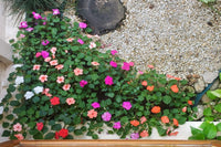 Lizzie blume samen for anpflanzung - wildflower mix, heirloom & gmo free samen for home garten
 
 sale samen for anpflanzung in home garten