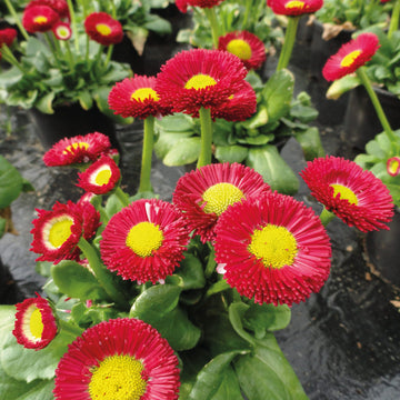 Rot gelb bellis blume samen for anpflanzung colorful display heirloom & gmo free samen for home garten
 
 sale samen for home garten anpflanzung