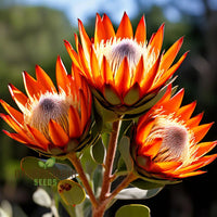 Orange protea blume samen for anpflanzung - cottage garten essential, heirloom & gmo free samen for home garten
 
 sale samen for anpflanzung in home garten