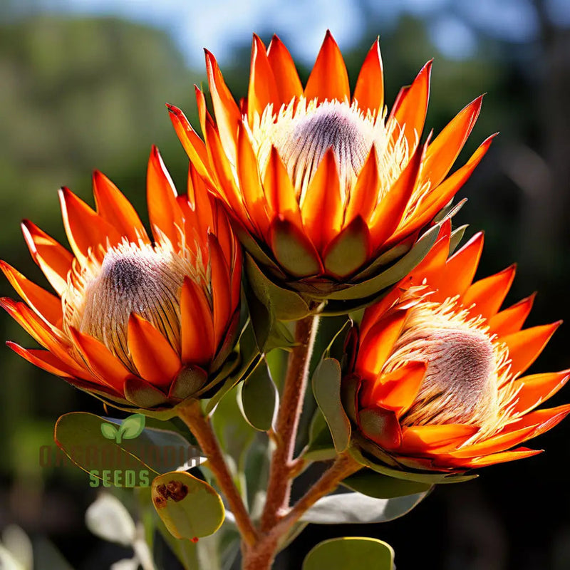 Orange protea blume samen for anpflanzung - cottage garten essential, heirloom & gmo free samen for home garten
 
 sale samen for anpflanzung in home garten
