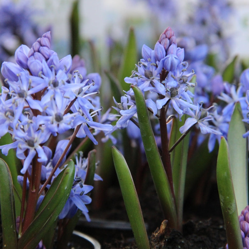 Scilla bifolia blume samen for anpflanzung - premium quality, heirloom & gmo free samen for home garten
 
 sale samen for anpflanzung in home garten