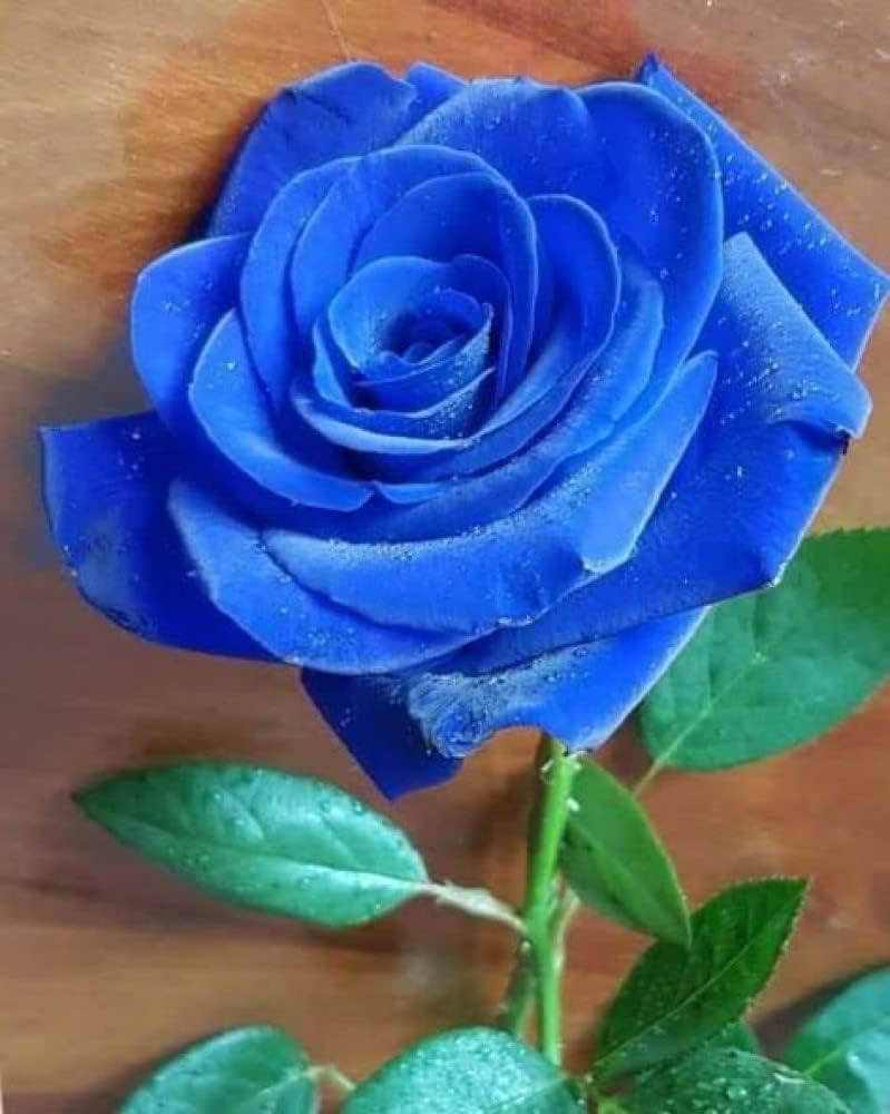 Thai blau rose blume samen for anpflanzung - colorful display, heirloom & gmo free samen for home garten
 
 sale samen for anpflanzung in home garten