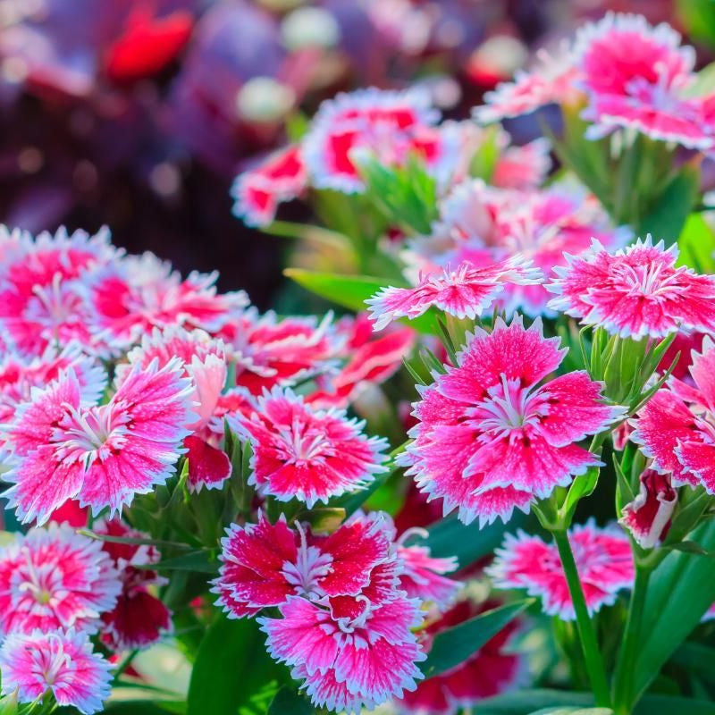 Dianthus blume samen for anpflanzung hardy variety heirloom & gmo free samen for home garten 
 
 sale samen for home garten anpflanzung
