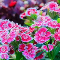 Dianthus blume samen for anpflanzung hardy variety heirloom & gmo free samen for home garten 
 
 sale samen for home garten anpflanzung