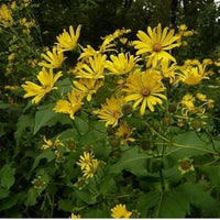 Gelb silphium perfoliatum blume samen for anpflanzung - shade tolerant, heirloom & gmo free samen for home garten
 
 sale samen for anpflanzung in home garten