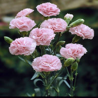 Baby rosa dianthus blume samen for anpflanzung fragrant blossoms heirloom & gmo free samen for home garten 
 
 sale samen for home garten anpflanzung
