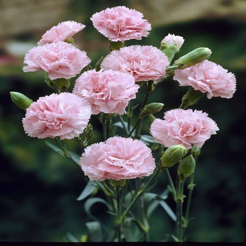 Baby rosa dianthus blume samen for anpflanzung fragrant blossoms heirloom & gmo free samen for home garten 
 
 sale samen for home garten anpflanzung