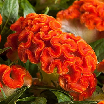 Orange celosia blume samen for anpflanzung pollinator friendly heirloom & gmo free samen for home garten 
 
 sale samen for home garten anpflanzung