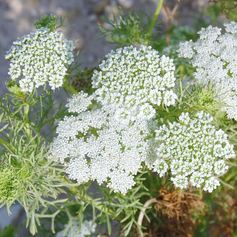 Ammi blume samen for anpflanzung sun loving heirloom & gmo free samen for home garten
sale samen for home garten anpflanzung
