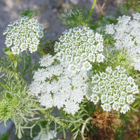 Ammi blume samen for anpflanzung sun loving heirloom & gmo free samen for home garten 
 
 sale samen for home garten anpflanzung