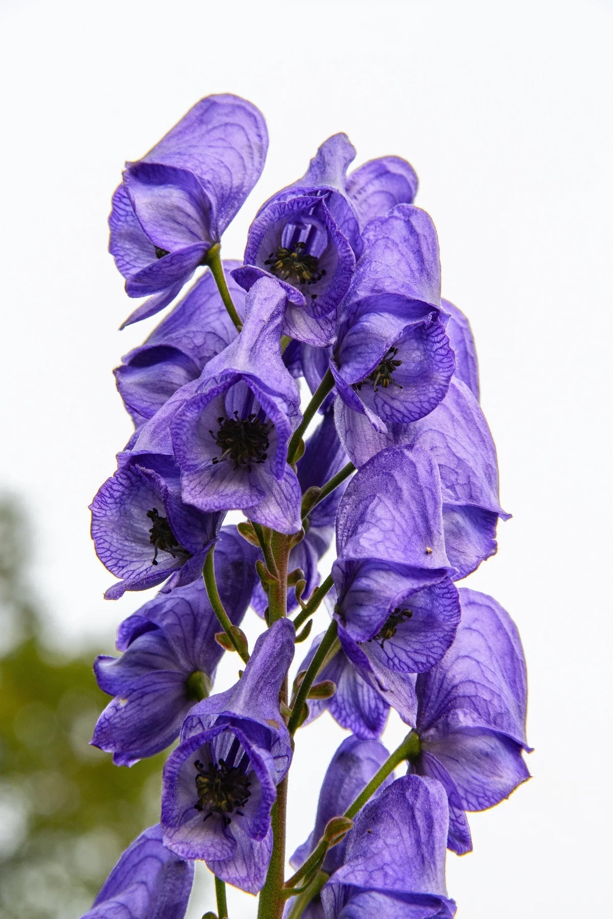 Blau aconitum napellus blume samen for anpflanzung - premium quality, heirloom & gmo free samen for home garten
 
 sale samen for anpflanzung in home garten