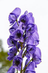 Blau aconitum napellus blume samen for anpflanzung - premium quality, heirloom & gmo free samen for home garten
 
 sale samen for anpflanzung in home garten