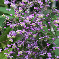 Thalictrum blume samen for anpflanzung premium quality heirloom & gmo free samen for home garten 
 
 sale samen for home garten anpflanzung