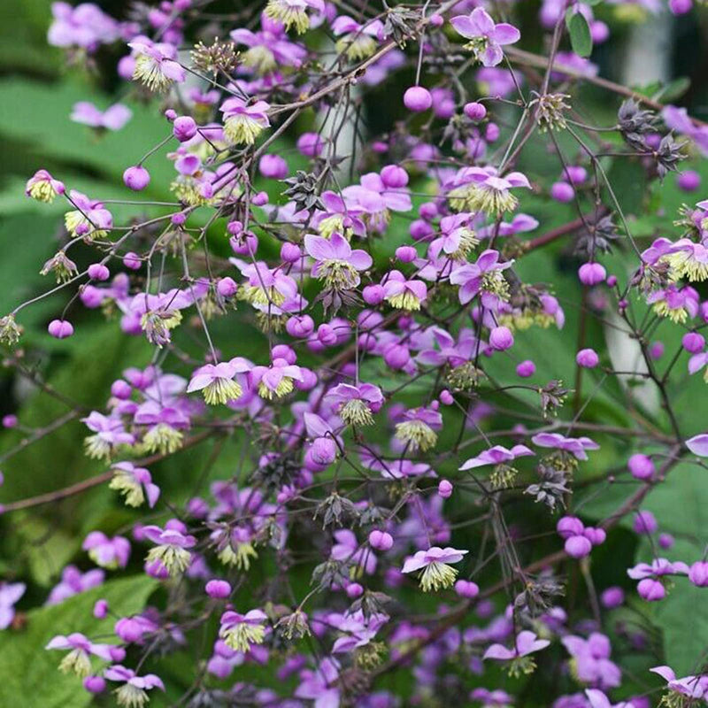 Thalictrum blume samen for anpflanzung premium quality heirloom & gmo free samen for home garten 
 
 sale samen for home garten anpflanzung
