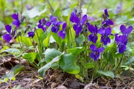 Lila viola odorata blume samen for anpflanzung - pollinator friendly, heirloom & gmo free samen for home garten
 
 sale samen for home garten
