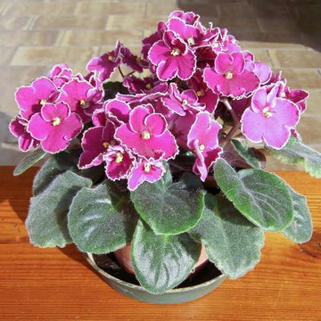 Violet rosa african or saintpaulia ionantha blume samen for anpflanzung long bloom season heirloom & gmo free samen for home garten
 
 sale samen for home garten anpflanzung