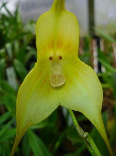 Light grün monkey face orchid samen blume samen for anpflanzung hardy variety heirloom & gmo free samen for home garten 
 
 sale samen for home garten anpflanzung
