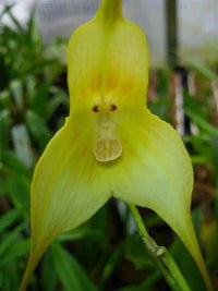 Grün Monkey Face Orchids Blumensamen zur Aussaat – sonnenliebend – Traditionssorte & ohne Gentechnik Samen Hausgarten
