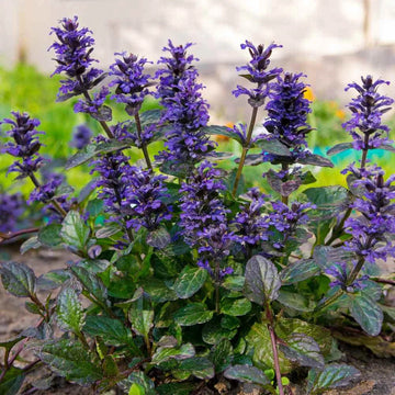 Ajuga blume samen for anpflanzung perfect for borders heirloom & gmo free samen for home garten 
 
 sale samen for home garten anpflanzung