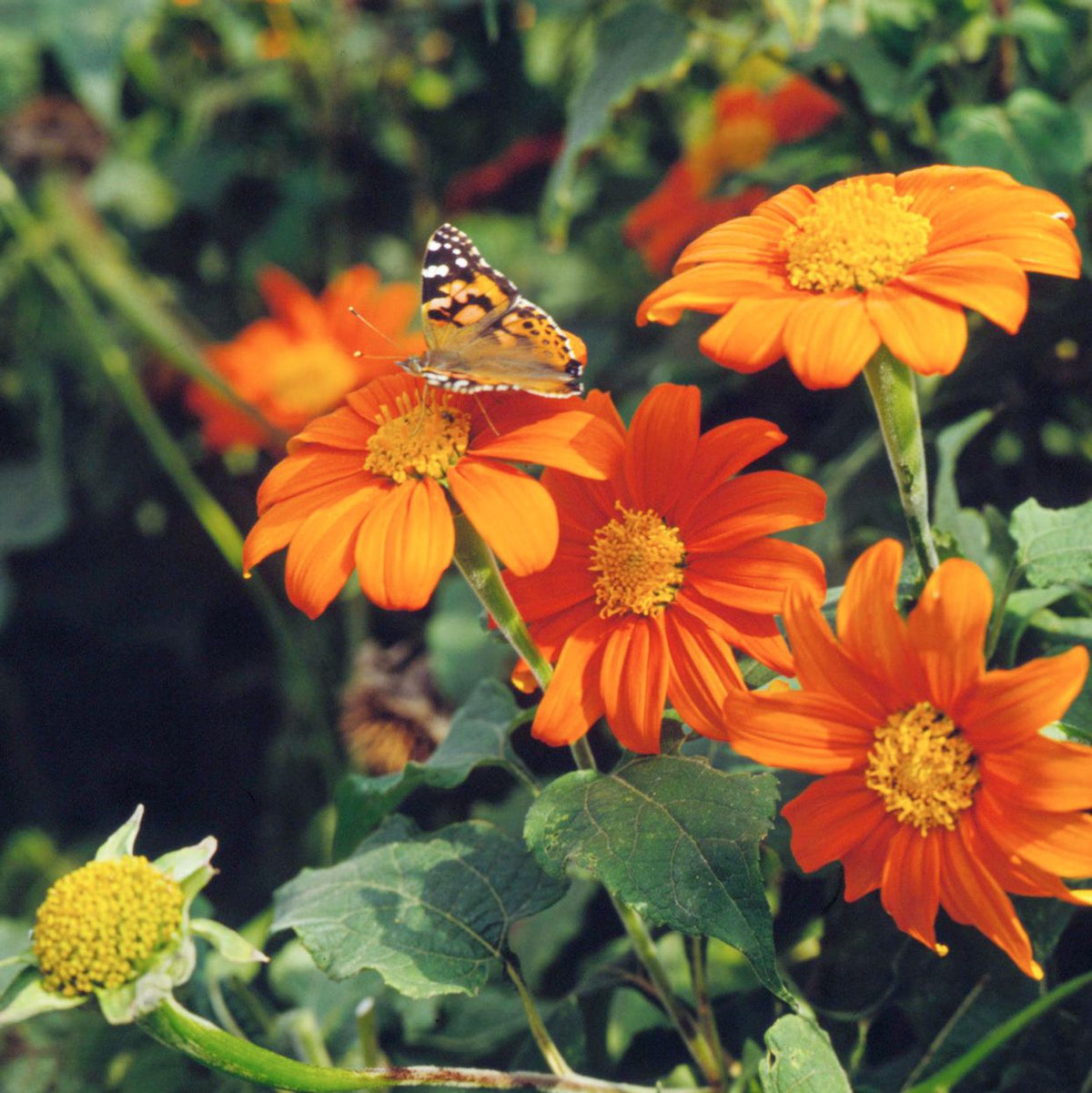 Orange mexican sunflower samen for anpflanzung perfect for borders heirloom & gmo free samen for home garten 
 
 sale samen for home garten anpflanzung