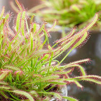Grün sundew clip blume samen for anpflanzung - bright blooms, heirloom & gmo free samen for home garten
 
 sale samen for anpflanzung in home garten