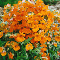 Nemesia blume samen for anpflanzung perfect for borders heirloom & gmo free samen for home garten
 
 sale samen for home garten anpflanzung