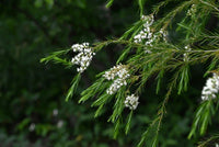 Fresh alternifolia blume samen for anpflanzung - seasonal bloomer, heirloom & gmo free samen for home garten
 
 sale samen for anpflanzung in home garten