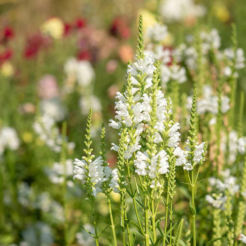 Weiß physostegia blume samen for anpflanzung premium quality heirloom & gmo free samen for home garten
sale samen for home garten anpflanzung