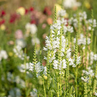 Weiß physostegia blume samen for anpflanzung premium quality heirloom & gmo free samen for home garten 
 
 sale samen for home garten anpflanzung