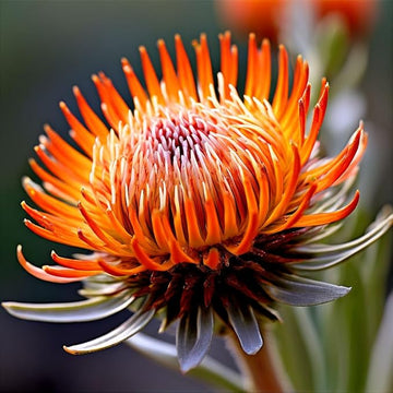Orange gelb protea blume samen for anpflanzung fragrant blossoms heirloom & gmo free samen for home garten
 
 sale samen for home garten anpflanzung