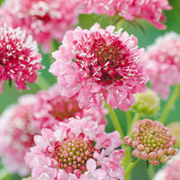 Rosa scabiosa salmon blume samen for anpflanzung sun loving heirloom & gmo free samen for home garten
 
 sale samen for home garten anpflanzung