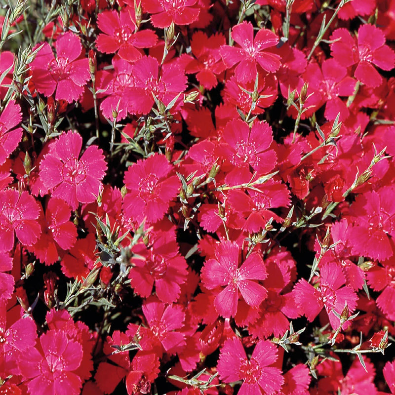 Rosa dianthus cardinal blume samen for anpflanzung colorful display heirloom & gmo free samen for home garten
sale samen for home garten anpflanzung