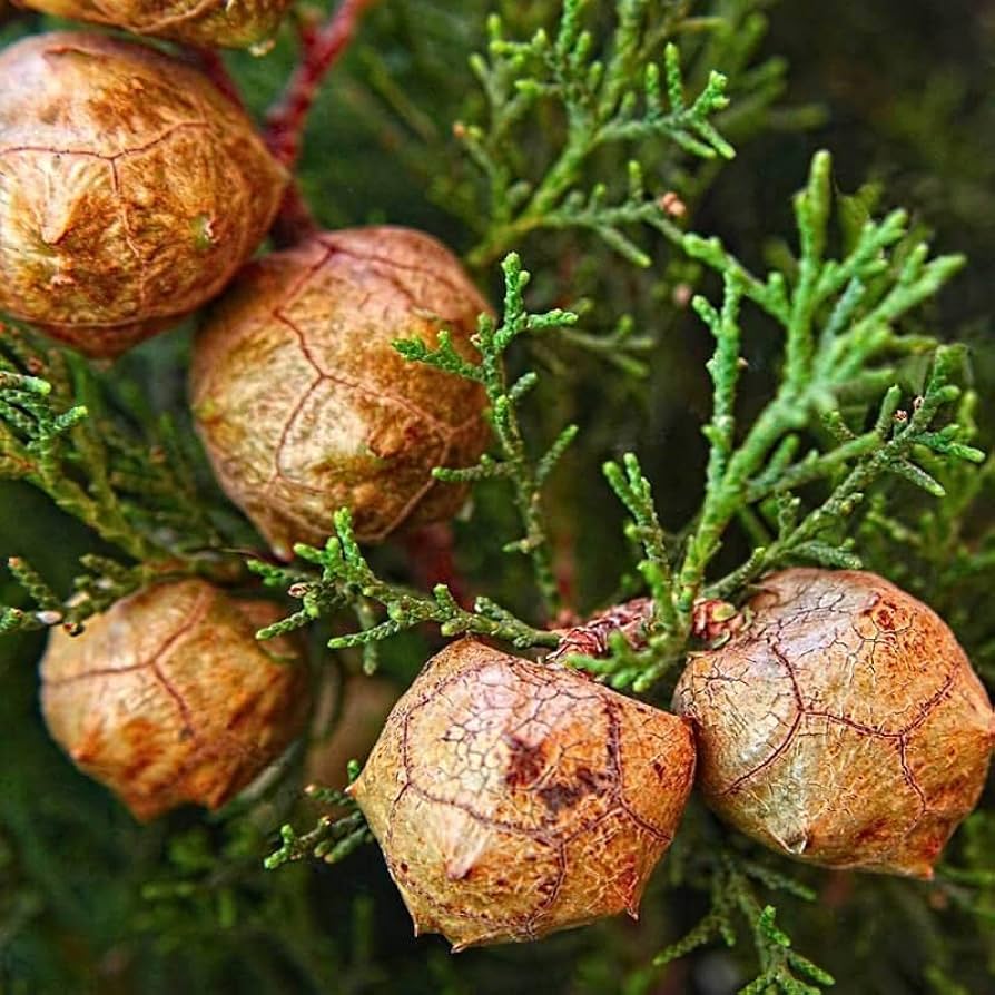 Italian cypress tree samen (cupressus sempervirens) blume samen for anpflanzung seasonal bloomer heirloom & gmo free samen for home garten 
 
 sale samen for home garten anpflanzung