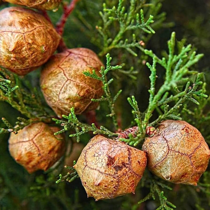Italian cypress tree samen (cupressus sempervirens) blume samen for anpflanzung seasonal bloomer heirloom & gmo free samen for home garten 
 
 sale samen for home garten anpflanzung