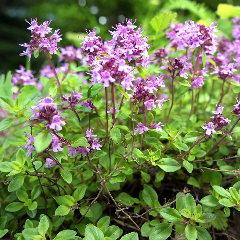 Rosa creeping thyme blume samen for anpflanzung easy to grow heirloom & gmo free samen for home garten
sale for anpflanzung in home garten