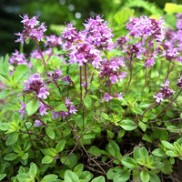 Rosa creeping thyme blume samen for anpflanzung easy to grow heirloom & gmo free samen for home garten 
 
 sale for anpflanzung in home garten